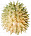 durian betsy towns